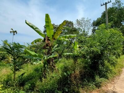 Land For Sale in Kambilikandam | Idukki